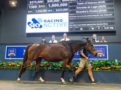 Mitchell Bloodstock’s Buying Mares At The Top End Image 3